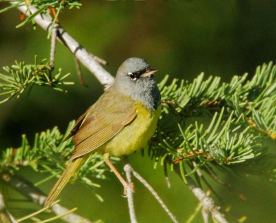 MacGillivray's Warbler, singing male