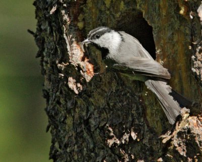 Mountain Chickadee, at nest with food
