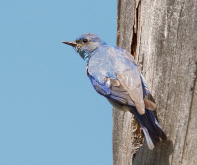 Mountain Bluebird, male at nest