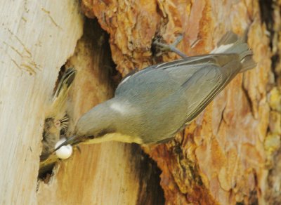Pygmy Nuthatches, adult removing fecal sac