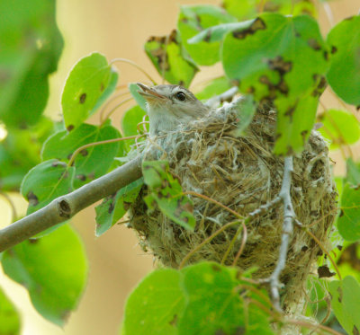 Warbling Vireo, male singing on nest