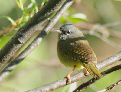 MacGillivray's Warbler