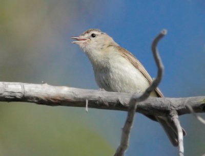 Warbling Vireo, singing male