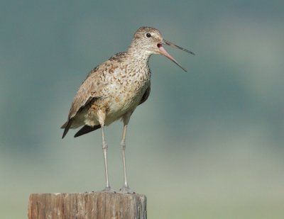 Willet, breeding plumage