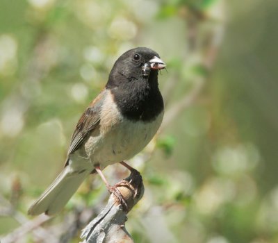 Dark-eyed Junco, Oregon, carrying food to nest