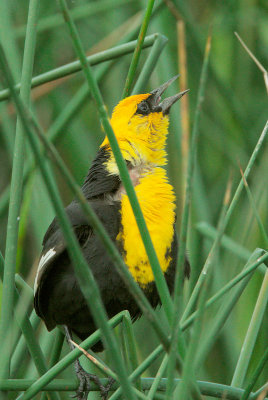 Yellow-headed Blackbird, singing male