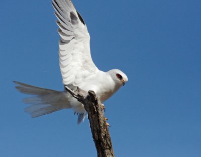 White-tailed Kite, landing