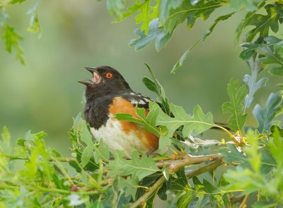 Spotted Towhee, male singing