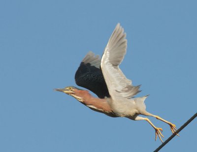 Green Heron, taking off