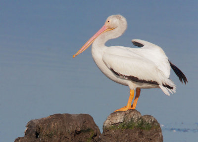 American White Pelican