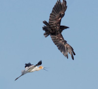 American Avocet chasing American Crow