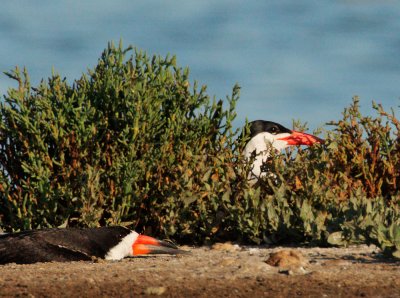 Black Skimmer and Caspian Tern, both incubating