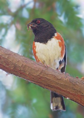 Spotted Towhee, female carrying food to nest