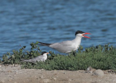 Caspian Tern with Forster's Tern and American Avocet chick