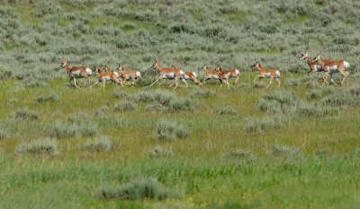 Pronghorn Antelope