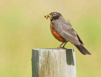 American Robin, carrying food to nest