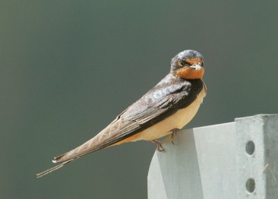Barn Swallow, female, carrying food to nest