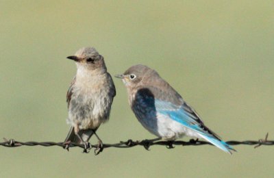 Mountain Bluebirds, female and juvenile