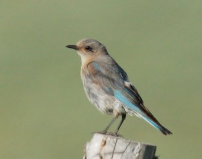 Mountain Bluebird, female