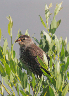 Red-winged Blackbird, female, carrying food to nest