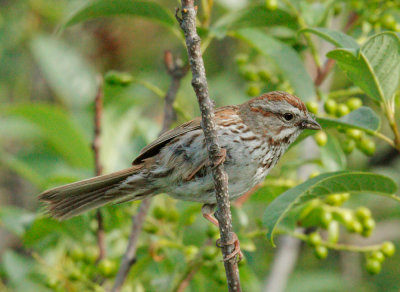 Song Sparrow, carrying food to nest