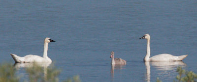 Trumpeter Swans, pair with cygnet