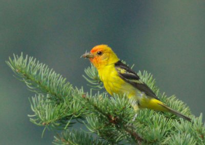 Western Tanager, male, carrying food to nest