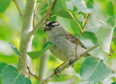 White-crowned Sparrow, Interior West (oriantha), carrying food to nest