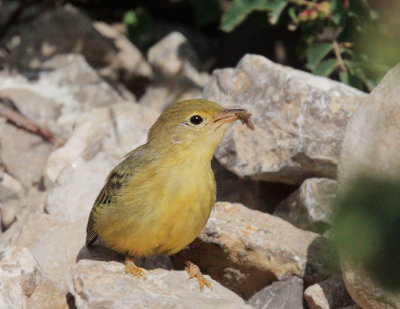 Yellow Warbler, carrying food to nest
