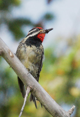 Red-naped Sapsucker, male, carrying food to nest