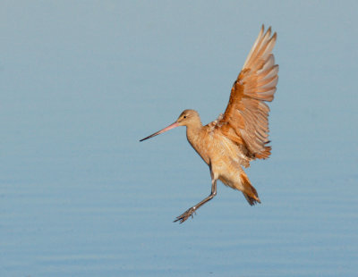 Marbled Godwit