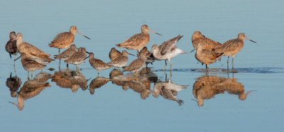 Shorebird Party