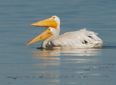 American White Pelicans