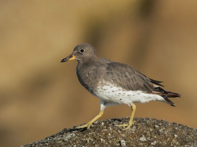 Birds -- Monterey Bay, September 2009