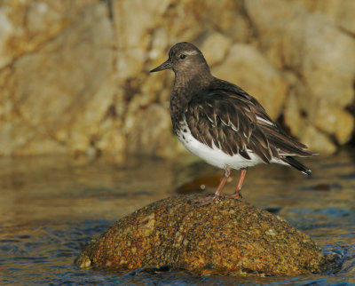 Black Turnstone