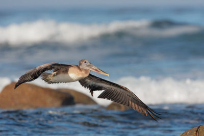 Brown Pelican, hatch year