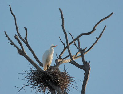 Great Egret, on nest