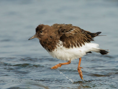 Black Turnstone, airborne