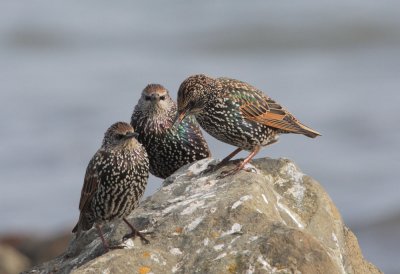 Three Amigos (European Starlings)