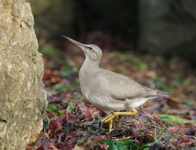 Wandering Tattler, juvenile