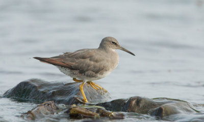 Wandering Tattler