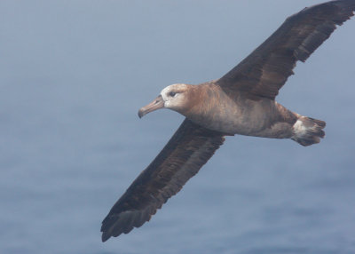 Black-footed Albatross