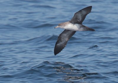 Pink-footed Shearwater