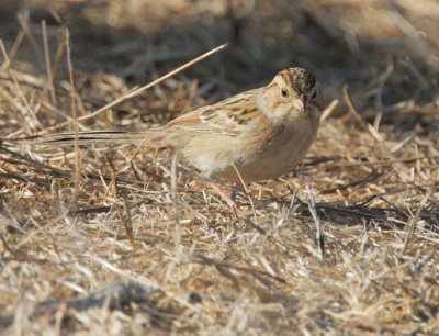 Clay-colored Sparrow, hatch year
