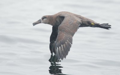 Black-footed Albatross, with band, eyes closed