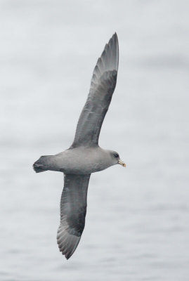 Northern Fulmar, dark morph, flying