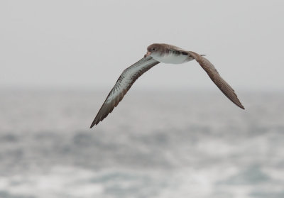 Pink-footed Shearwater