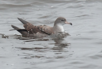 Pink-footed Shearwater