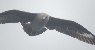 South Polar Skua