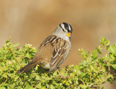 White-crowned Sparrow, Pacific, Nuttall's or Puget Sound